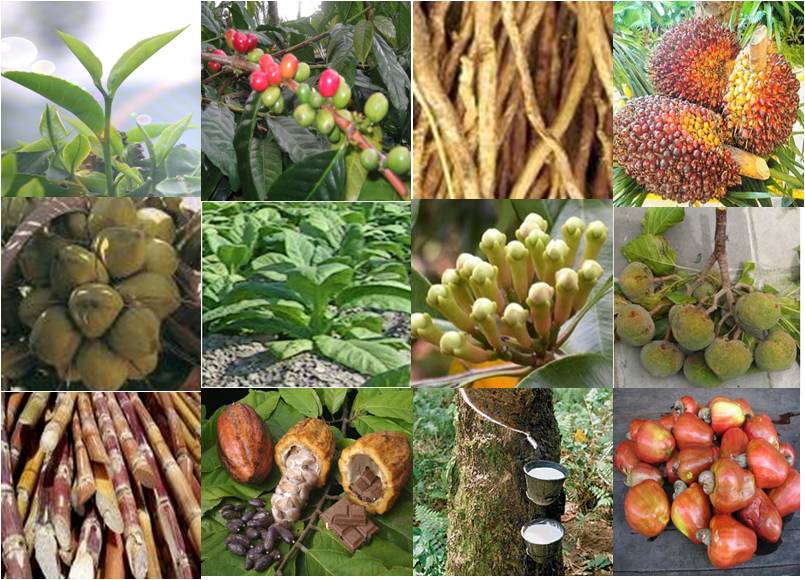 Dokumentasi Pangan Lokall