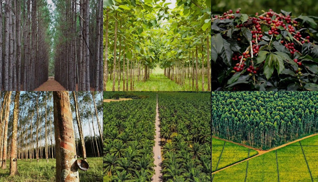 Dokumentasi Seputar Perkebunan