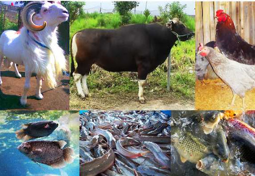 Dokumentasi Seputar Peternakan