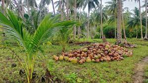 Kebun Kelapa